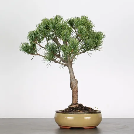 Bonsai Pine Pentaphylla PP-1-1