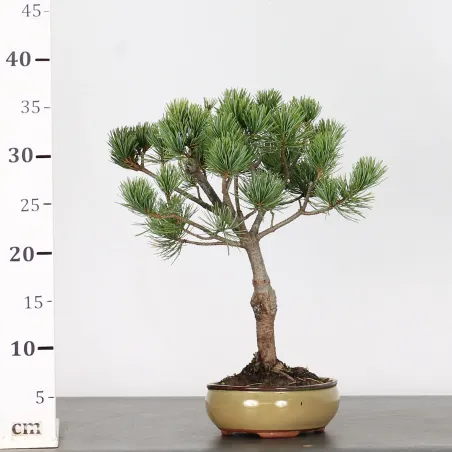 image supplémentaire - BONSAI PINUS PENTAPHYLLA 1-4