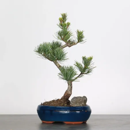 Bonsai Pin Pentaphylla PP-1-5