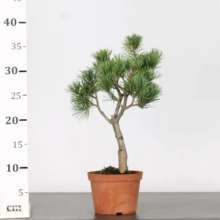 image supplémentaire - BONSAI PINUS PENTAPHYLLA 1-6