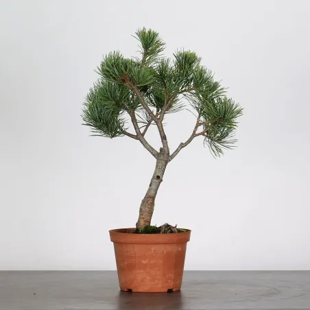 Bonsai Pine Pentaphylla PP-1-6