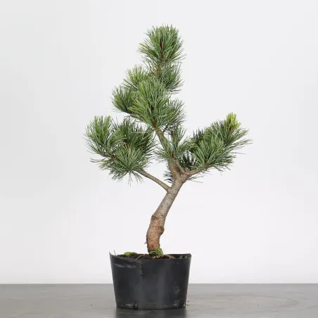 Bonsai Pin Pentaphylla PP-1-7