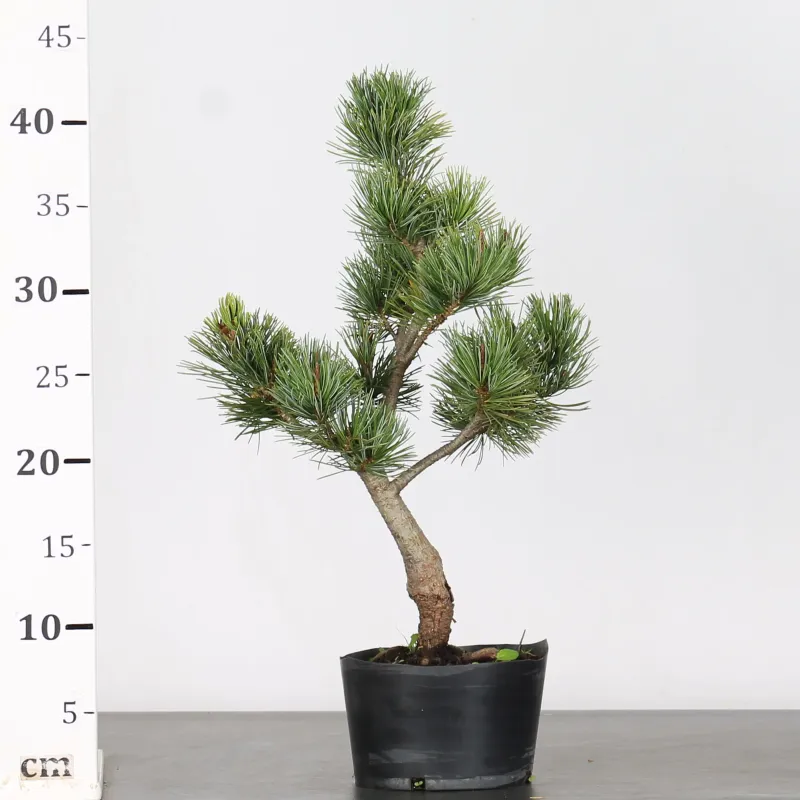 image supplémentaire - BONSAI PINUS PENTAPHYLLA 1-7