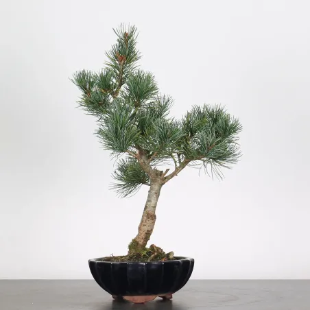 PIN BLANC DU JAPON "PINUS PENTAPHYLLA" 1-16