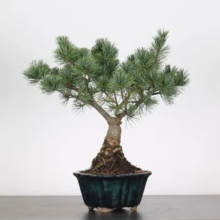 Bonsai Pine Pentaphylla PP-2-1