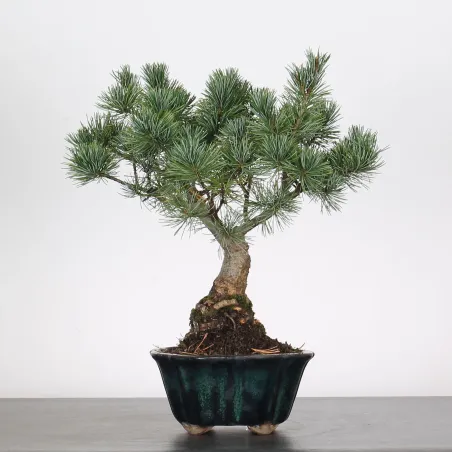 image supplémentaire - BONSAI PINUS PENTAPHYLLA 2-1