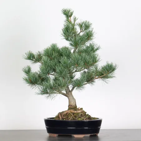 image supplémentaire - BONSAI PINUS PENTAPHYLLA 2-2