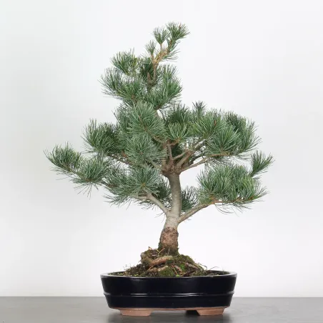 Bonsai Pin Pentaphylla PP-2-2