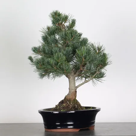 image supplémentaire - BONSAI PINUS PENTAPHYLLA 2-3