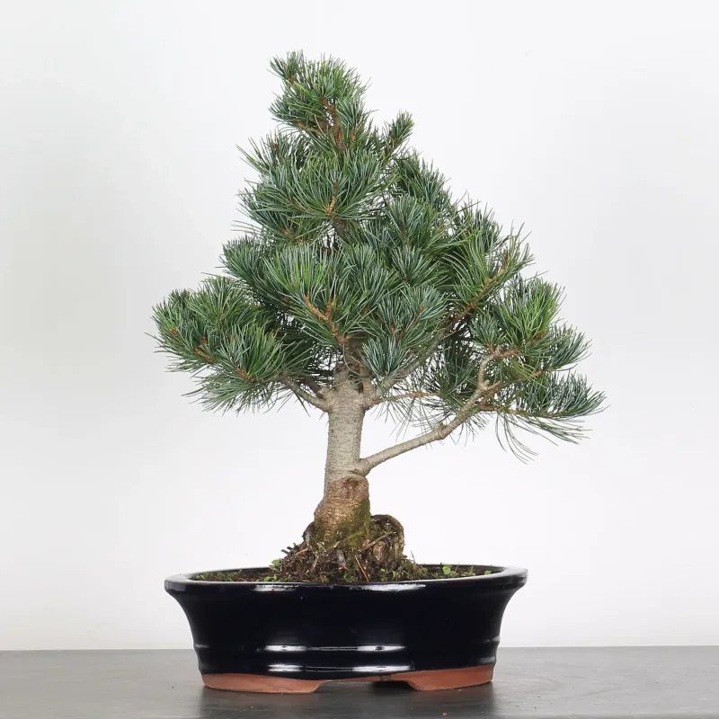 PIN BLANC DU JAPON "PINUS PENTAPHYLLA" 2-3