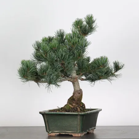 image supplémentaire - BONSAI PINUS PENTAPHYLLA 2-4