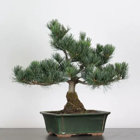 PIN BLANC DU JAPON "PINUS PENTAPHYLLA" 2-4