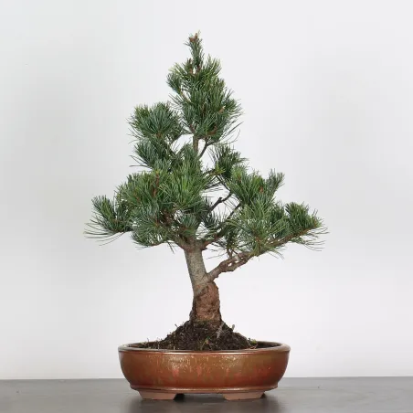 PIN BLANC DU JAPON "PINUS PENTAPHYLLA" 2-5