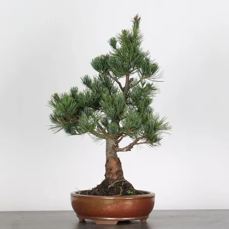 image supplémentaire - BONSAI PINUS PENTAPHYLLA 2-5