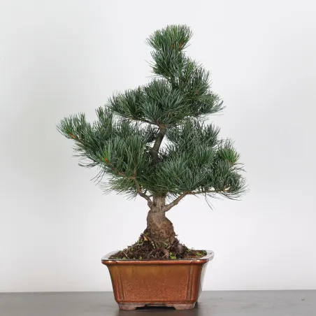 image supplémentaire - BONSAI PINUS PENTAPHYLLA 2-6