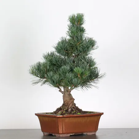 PIN BLANC DU JAPON "PINUS PENTAPHYLLA" 2-6