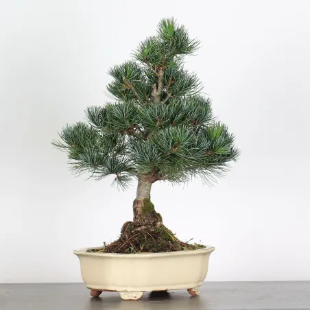 image supplémentaire - BONSAI PINUS PENTAPHYLLA 2-7