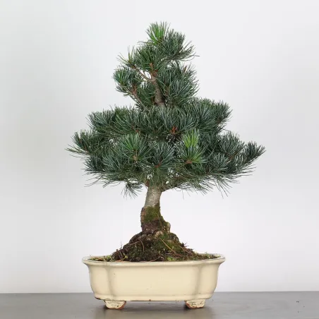 BONSAI PINUS PENTAPHYLLA 2-7