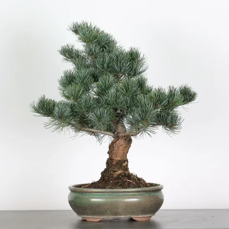 BONSAI PINUS PENTAPHYLLA 2-8