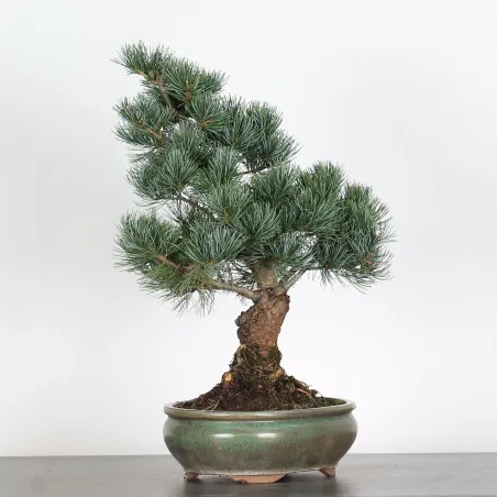 image supplémentaire - BONSAI PINUS PENTAPHYLLA 2-8