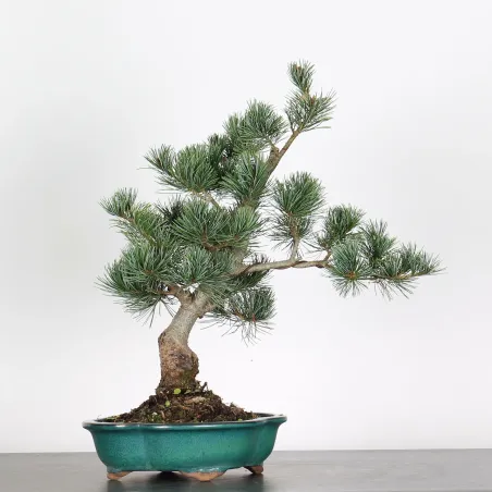 BONSAI PINUS PENTAPHYLLA 3-1