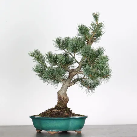 image supplémentaire - BONSAI PINUS PENTAPHYLLA 3-1