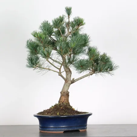 image supplémentaire - BONSAI PINUS PENTAPHYLLA 3-2