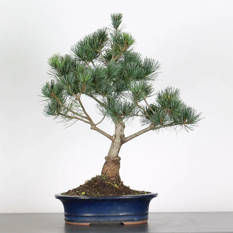 PIN BLANC DU JAPON "PINUS PENTAPHYLLA" 3-2