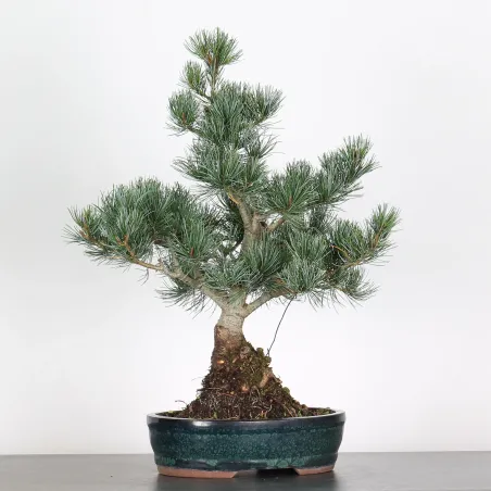 PIN BLANC DU JAPON "PINUS PENTAPHYLLA" 3-3