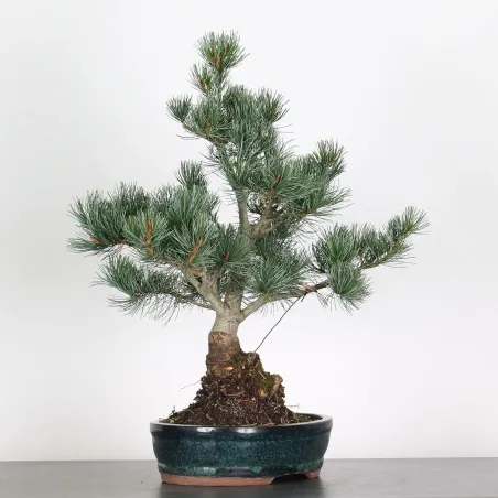 image supplémentaire - BONSAI PINUS PENTAPHYLLA 3-3