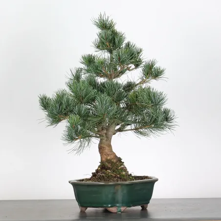 image supplémentaire - BONSAI PINUS PENTAPHYLLA 3-4