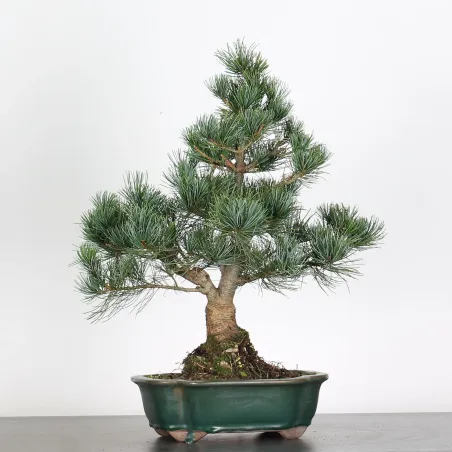 PIN BLANC DU JAPON "PINUS PENTAPHYLLA" 3-4