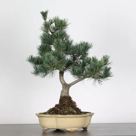 BONSAI PINUS PENTAPHYLLA 3-5