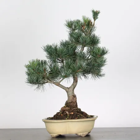 image supplémentaire - BONSAI PINUS PENTAPHYLLA 3-5