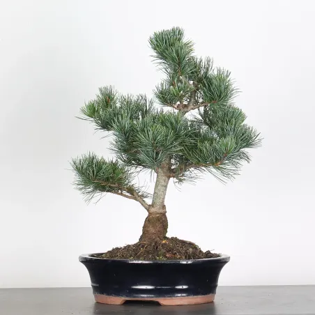 PIN BLANC DU JAPON "PINUS PENTAPHYLLA" 3-6