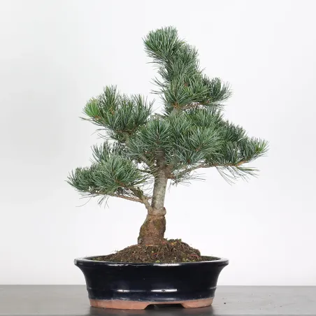 image supplémentaire - BONSAI PINUS PENTAPHYLLA 3-6