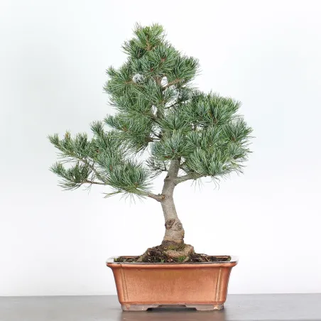 PIN BLANC DU JAPON "PINUS PENTAPHYLLA" 3-7