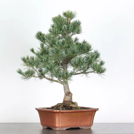 image supplémentaire - BONSAI PINUS PENTAPHYLLA 3-7