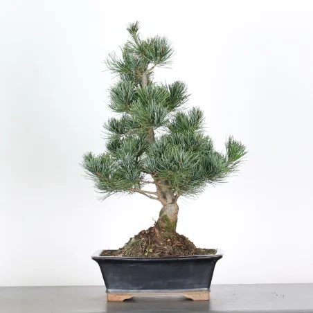 PIN BLANC DU JAPON "PINUS PENTAPHYLLA" 3-8