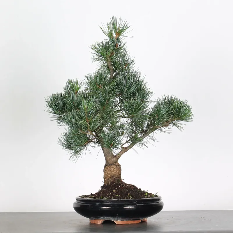 PIN BLANC DU JAPON "PINUS PENTAPHYLLA" 3-9