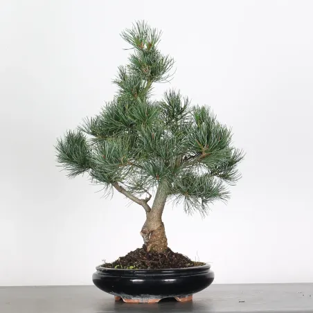 image supplémentaire - BONSAI PINUS PENTAPHYLLA 3-9