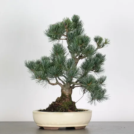 PIN BLANC DU JAPON "PINUS PENTAPHYLLA" 3-10