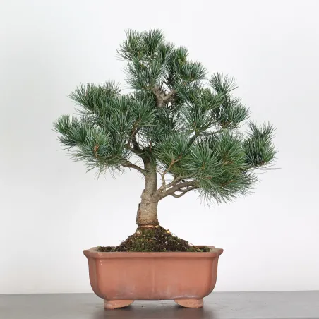 PIN BLANC DU JAPON "PINUS PENTAPHYLLA" 3-11