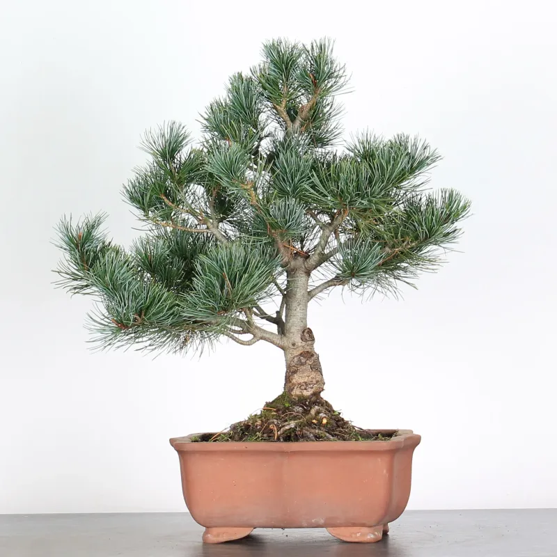 image supplémentaire - BONSAI PINUS PENTAPHYLLA 3-11