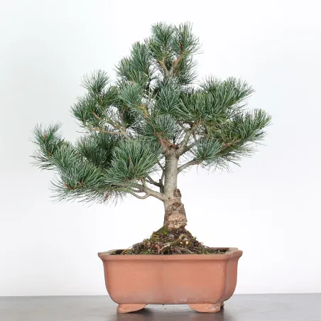 image supplémentaire - BONSAI PINUS PENTAPHYLLA 3-11