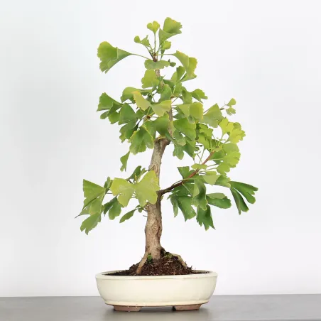 GINKGO BILOBA 1-1