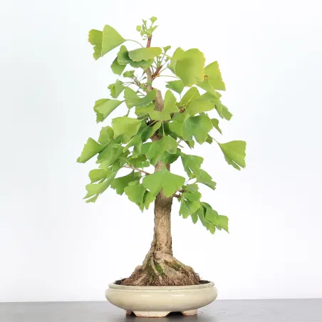 image supplémentaire - GINKGO BILOBA 1-2