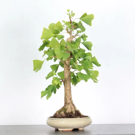 GINKGO BILOBA 1-2