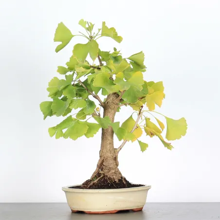 GINKGO BILOBA 1-3