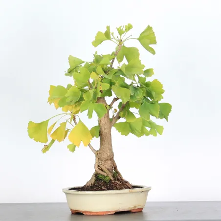 image supplémentaire - GINKGO BILOBA 1-3